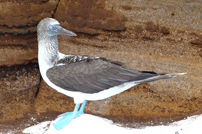 New Year's Cruises to the Galapagos Islands